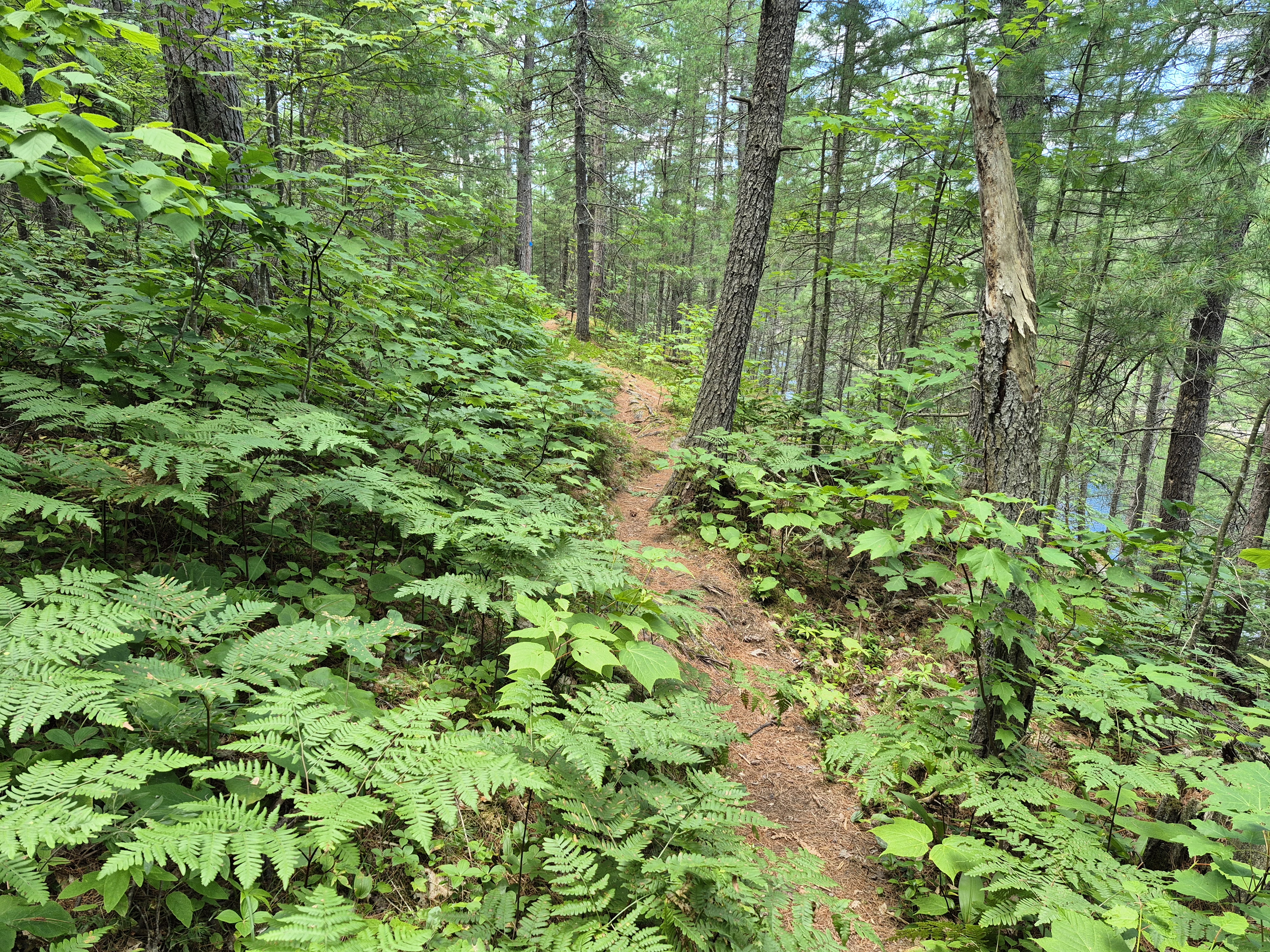Forest trail