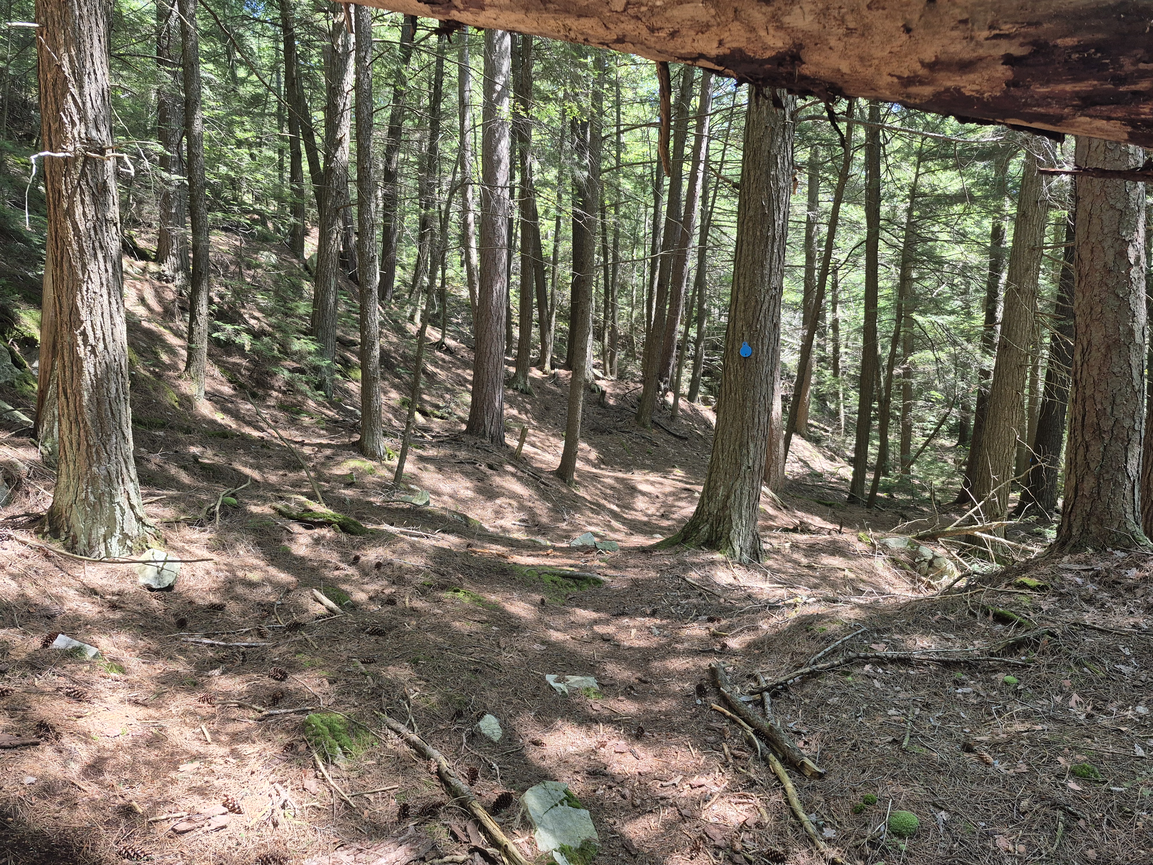 Forests too