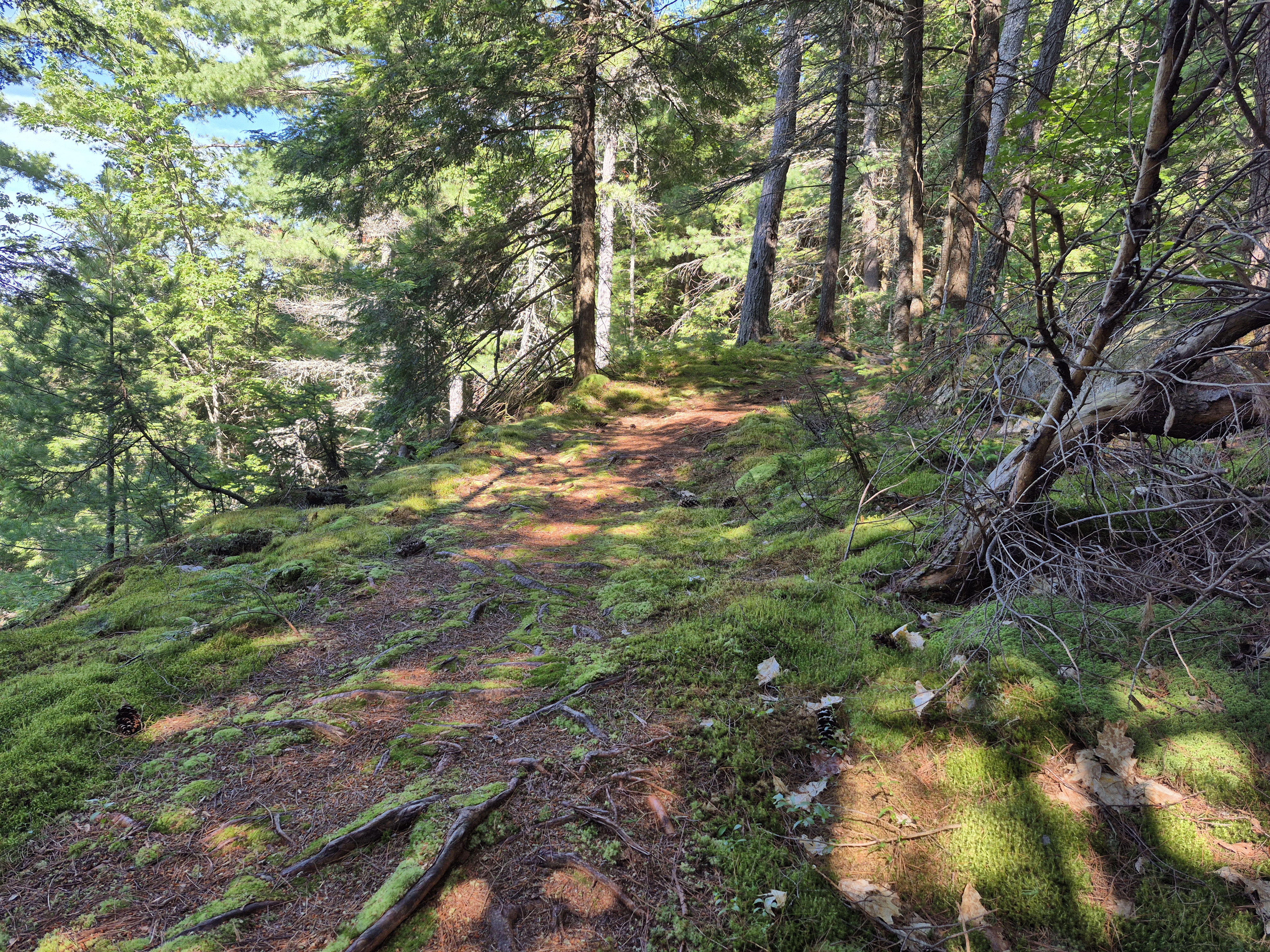 The path forward