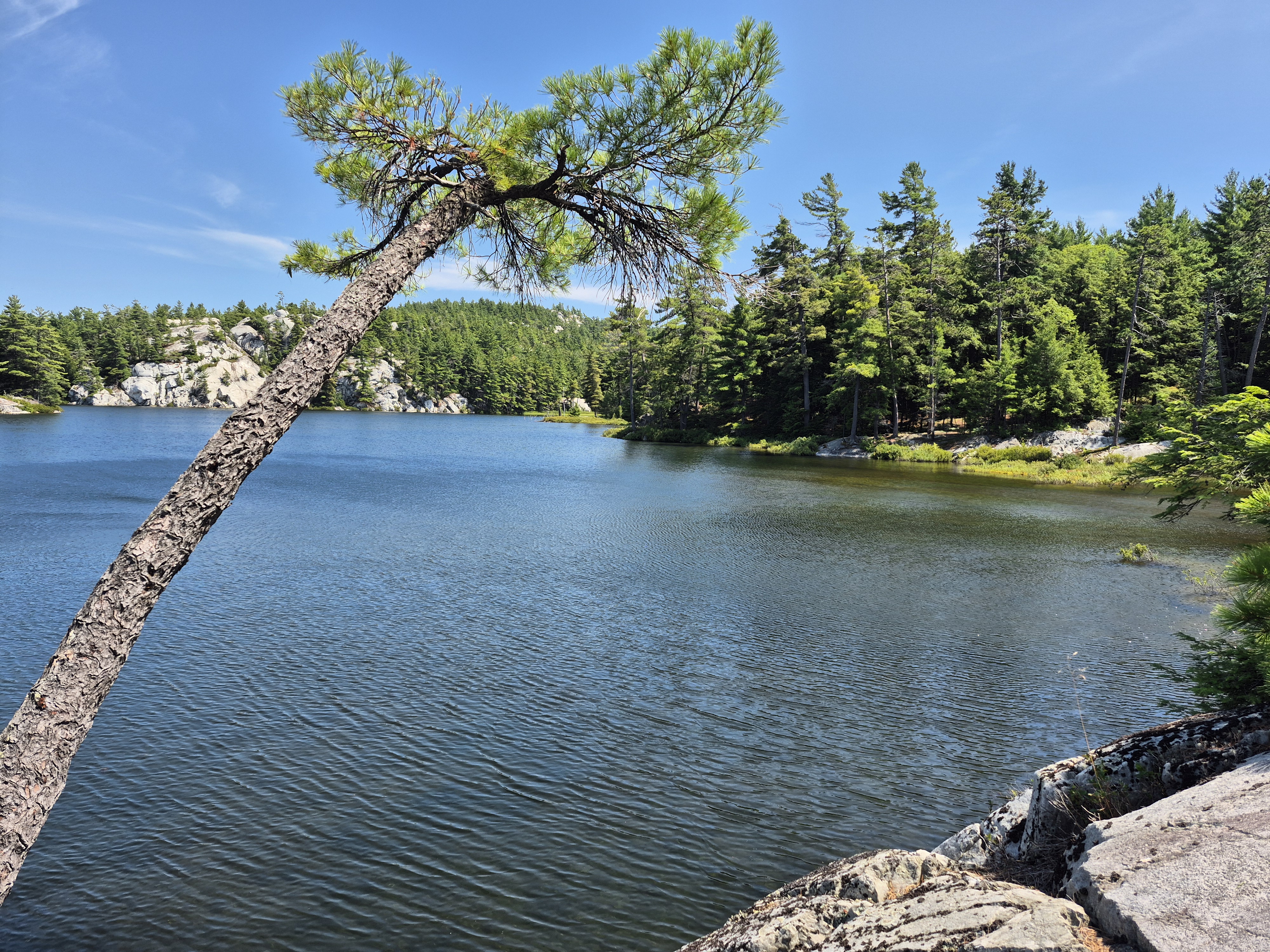 Pine mimicking an island coconut palm