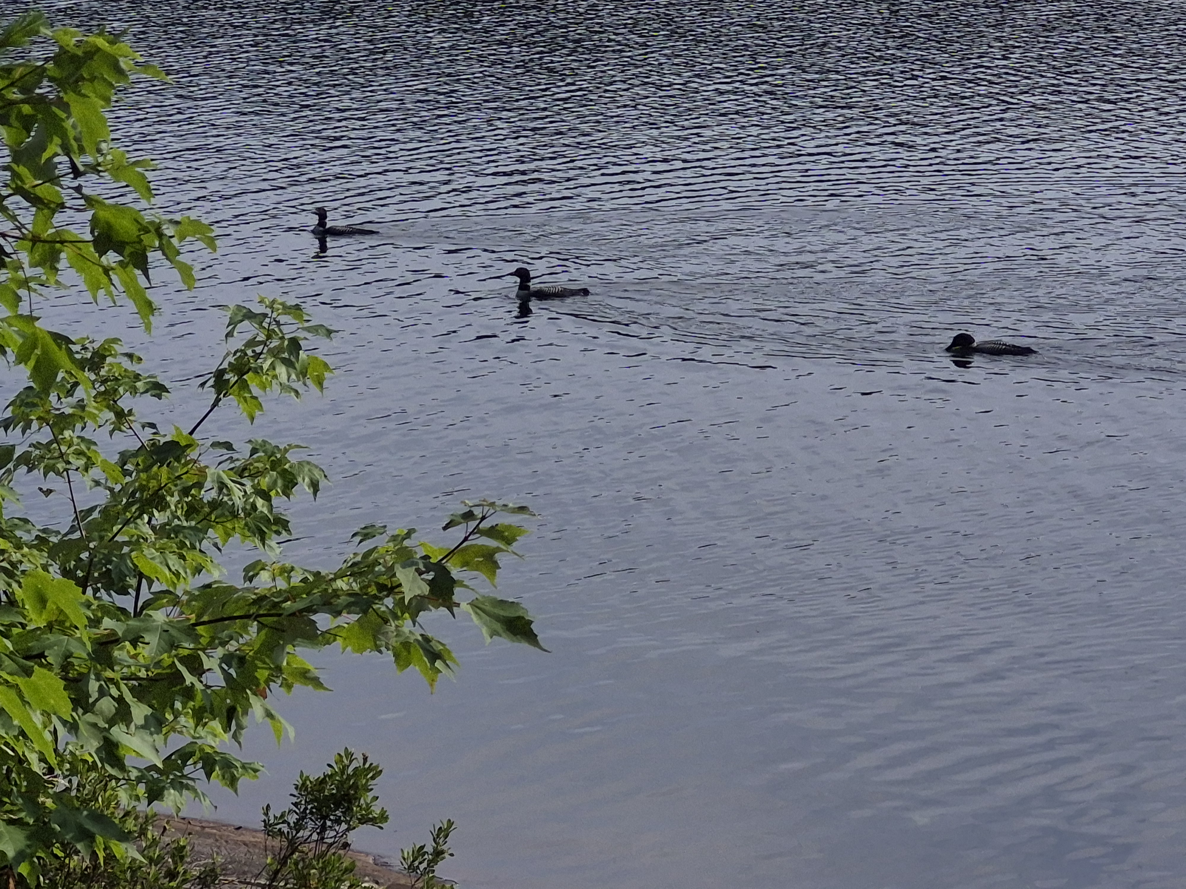 Morning Visitors (I think they were looking for gratuities after serenading us all night)