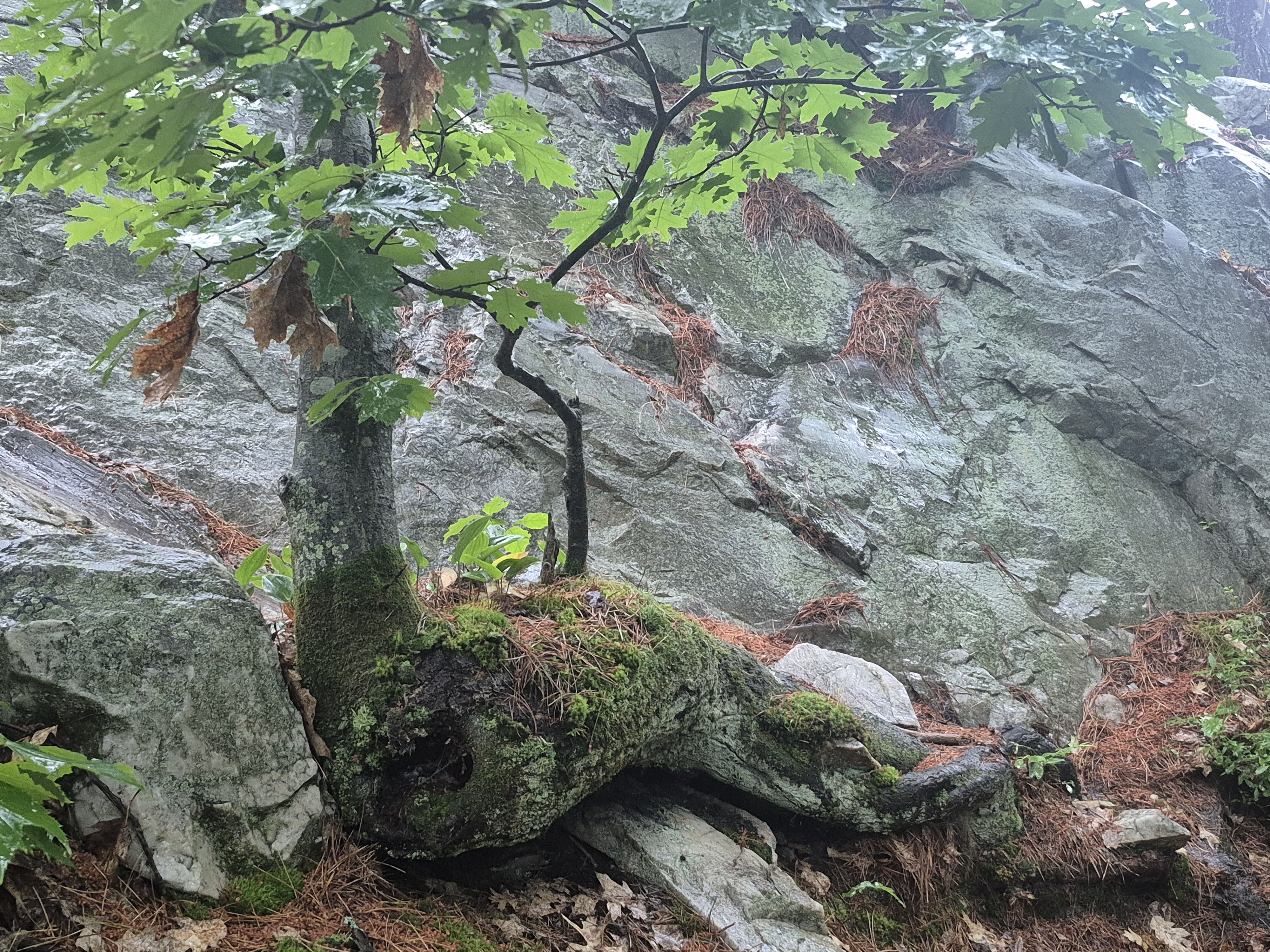 bonsai