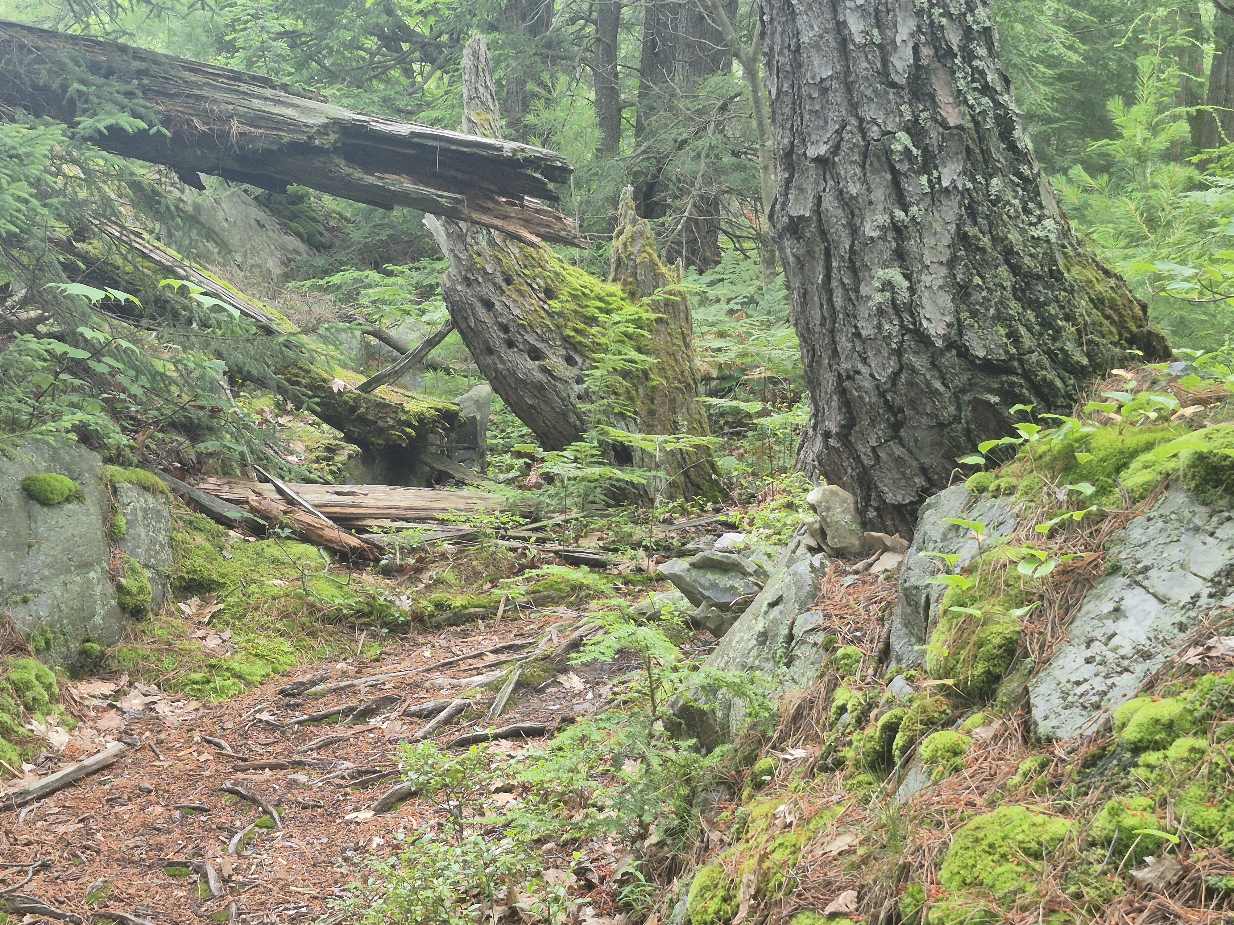 Rain forest